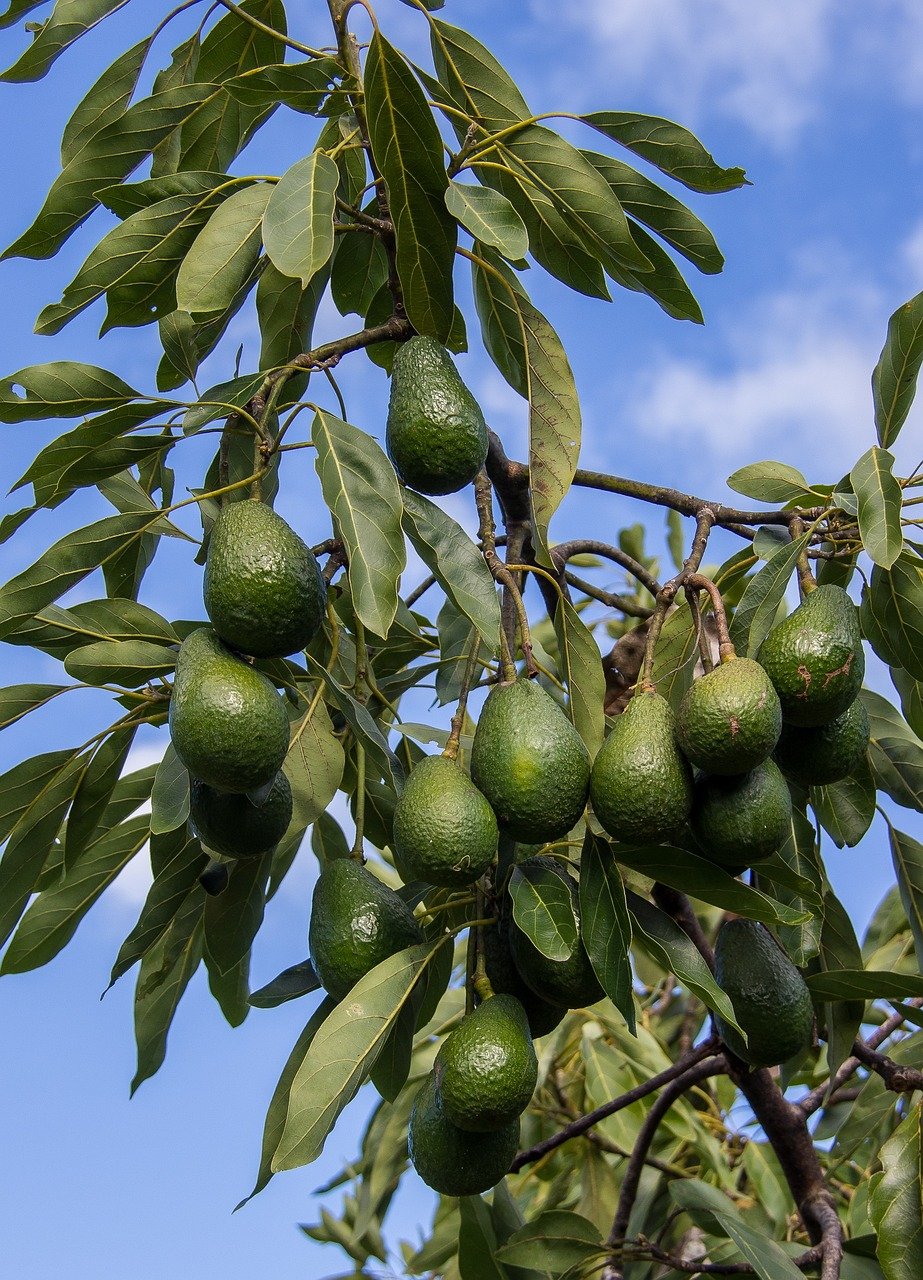 The New Fruit of the Old World.. Avocado